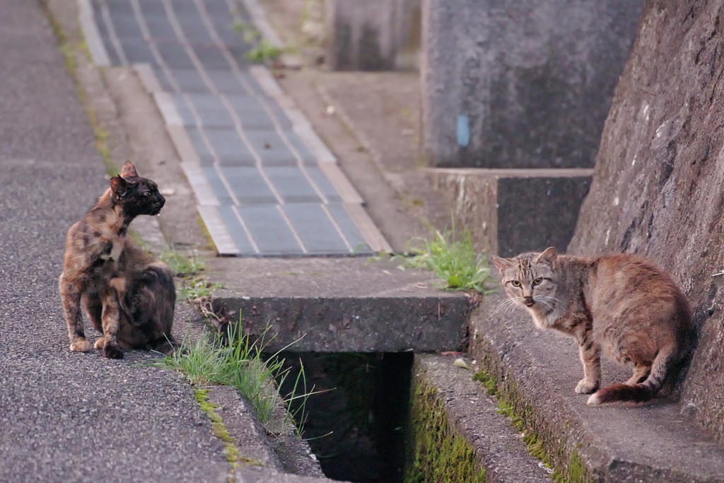 野良にゃんこ