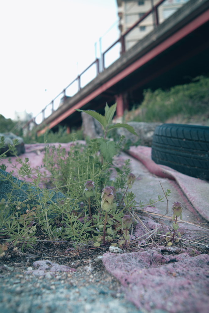 ヒメオドリコソウ