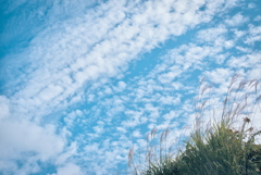 ススキと秋空