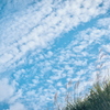 ススキと秋空