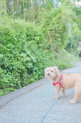 愛犬