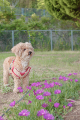 愛犬