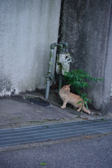 野良にゃんこ