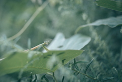 カマキリ