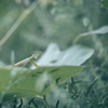 カマキリ