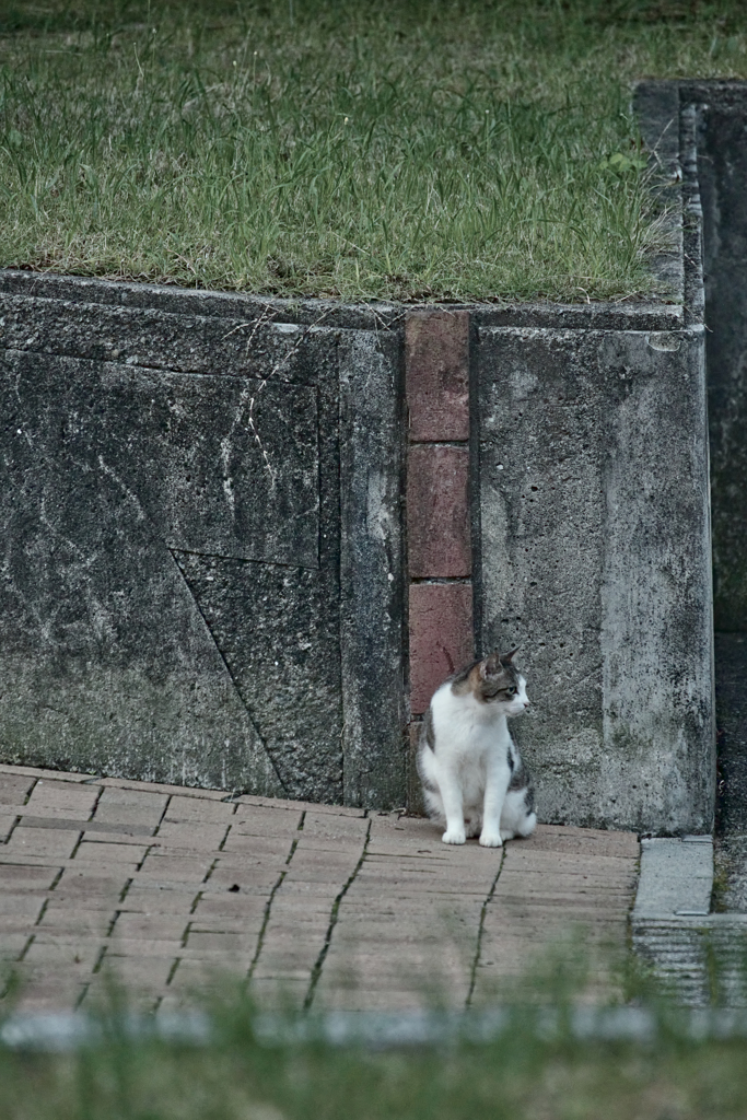 野良にゃんこ