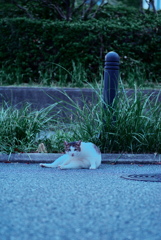 野良にゃんこ