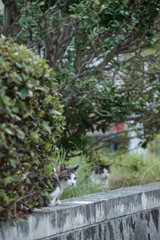 野良にゃんこ