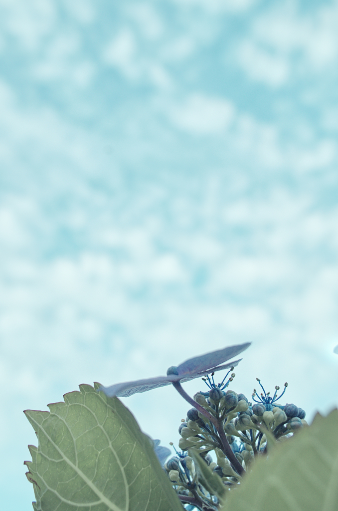 アジサイ