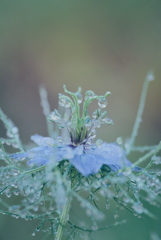 ニゲラに付いた雫