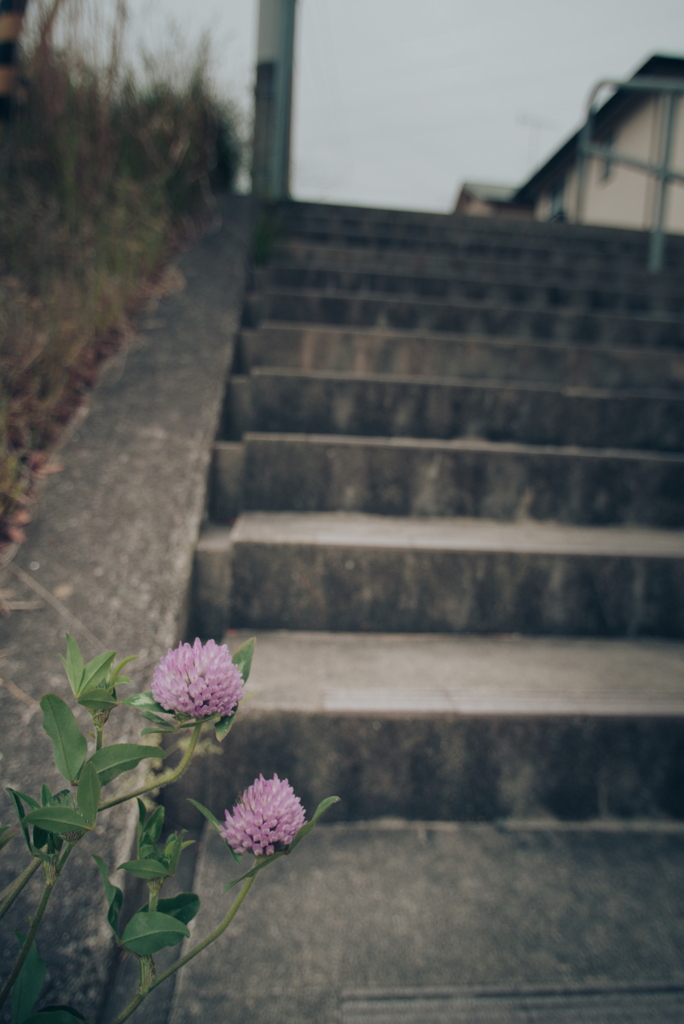 路肩の草花