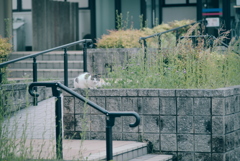 野良にゃんこ