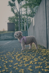 落花
