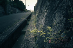 散歩道の草花