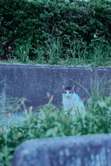 野良にゃんこ