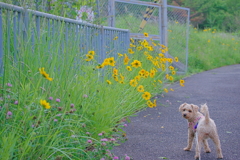 花と愛犬