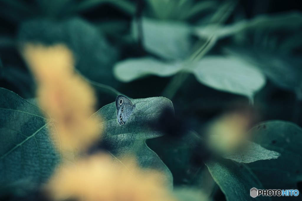 ヒメウラナミジャノメ