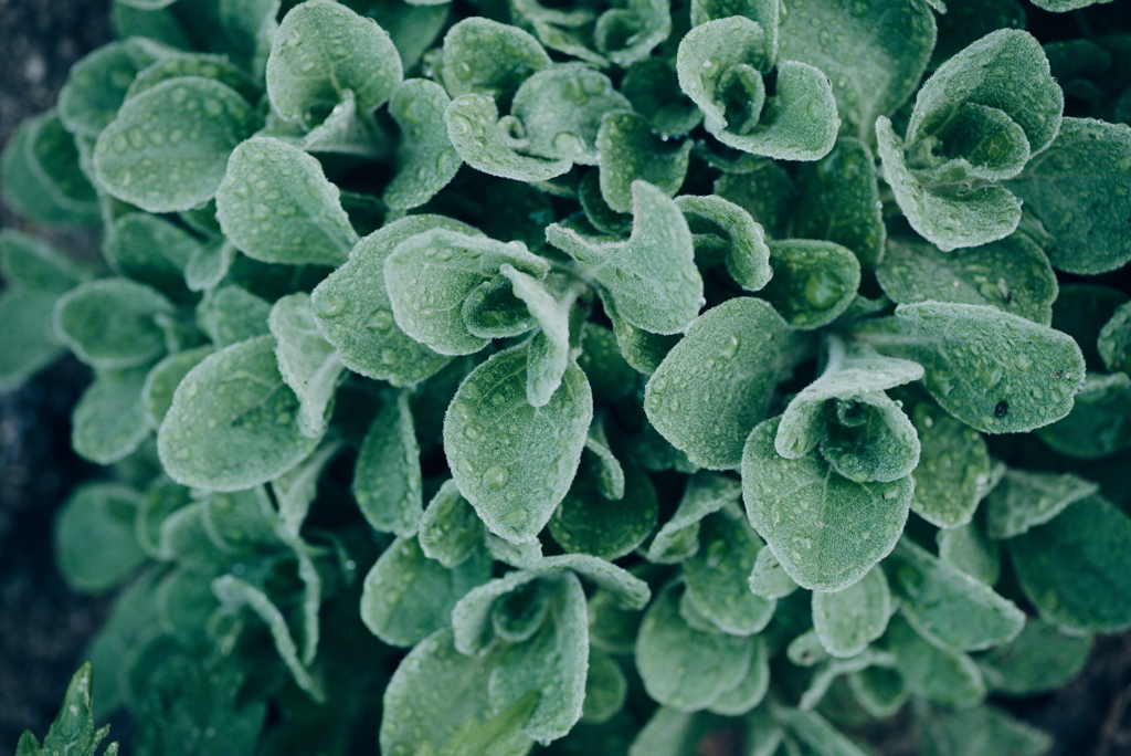 お散歩中の草花