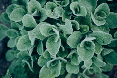 お散歩中の草花