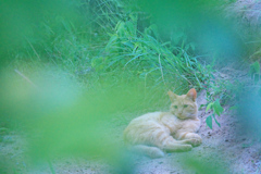 野良にゃんこ