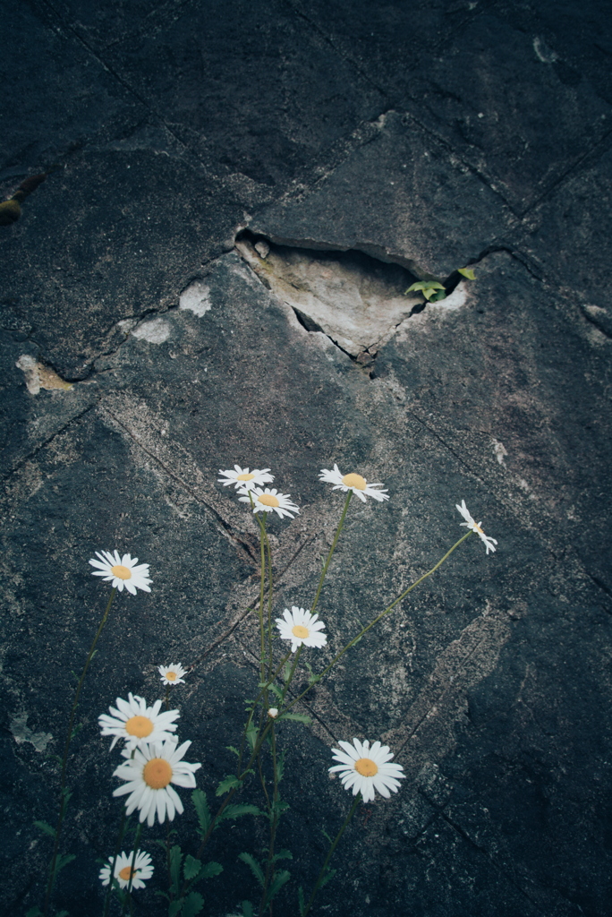 路肩の草花