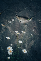 路肩の草花