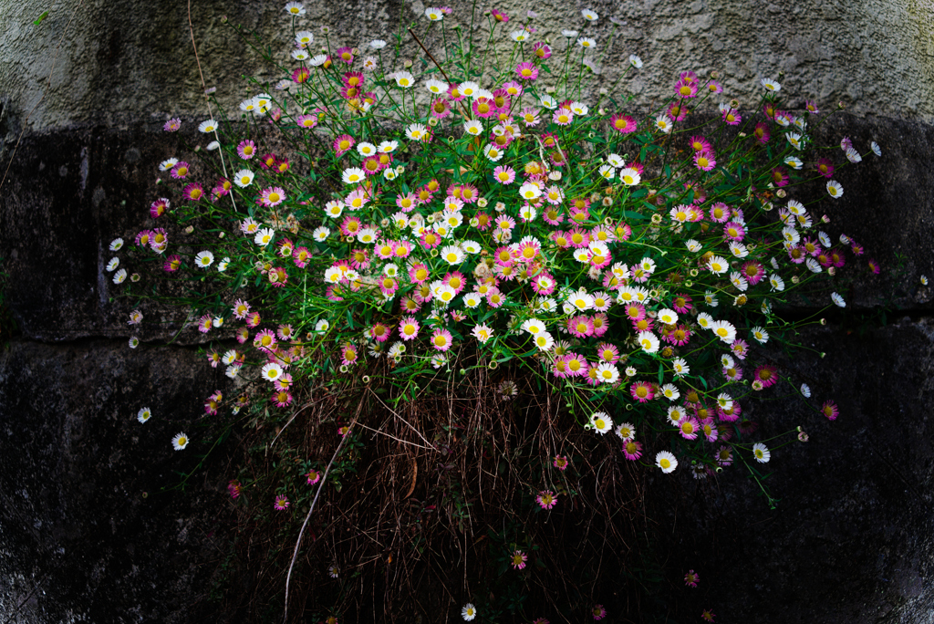 ゲンペイコギク