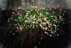 ゲンペイコギク