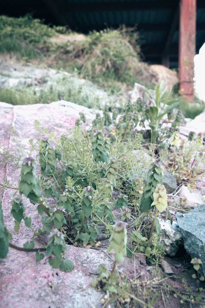 ヒメオドリコソウ