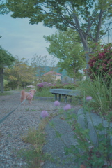 愛犬散歩