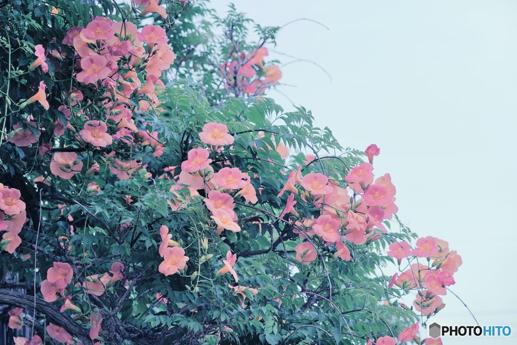 ノウゼンカズラ