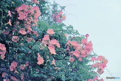 ノウゼンカズラ