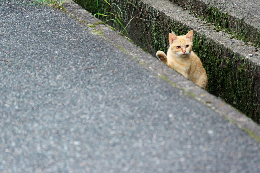 野良にゃんこ
