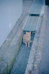 野良にゃんこ