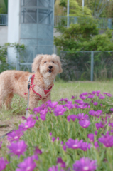 愛犬