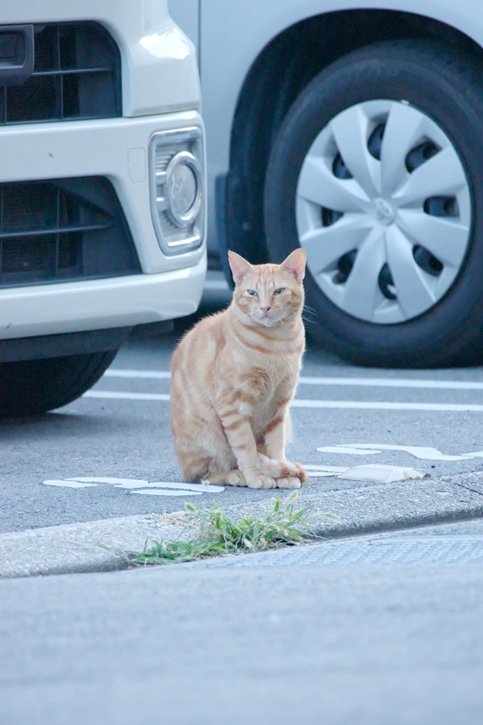 野良にゃんこ