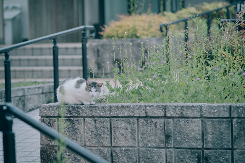 野良にゃんこ
