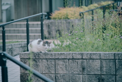 野良にゃんこ