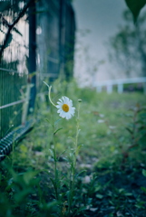 路肩の草花