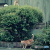 野良にゃんこ