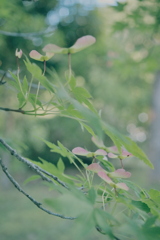 もみじ