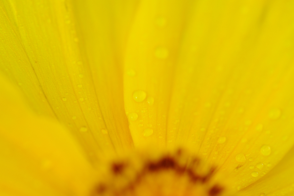 オオキンケイギク