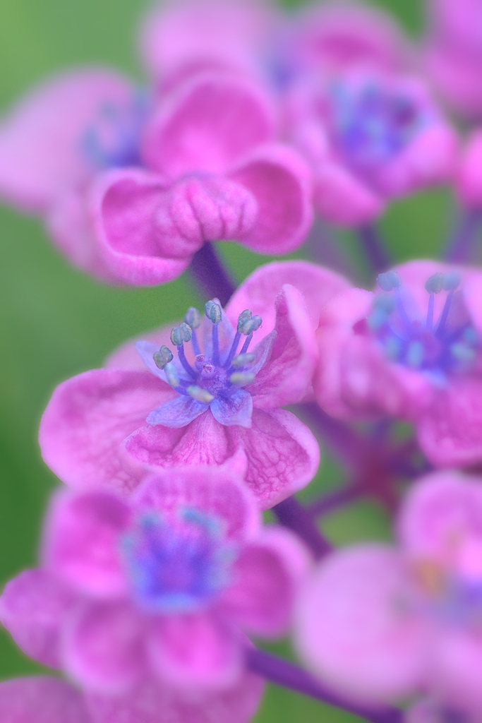 紫陽花