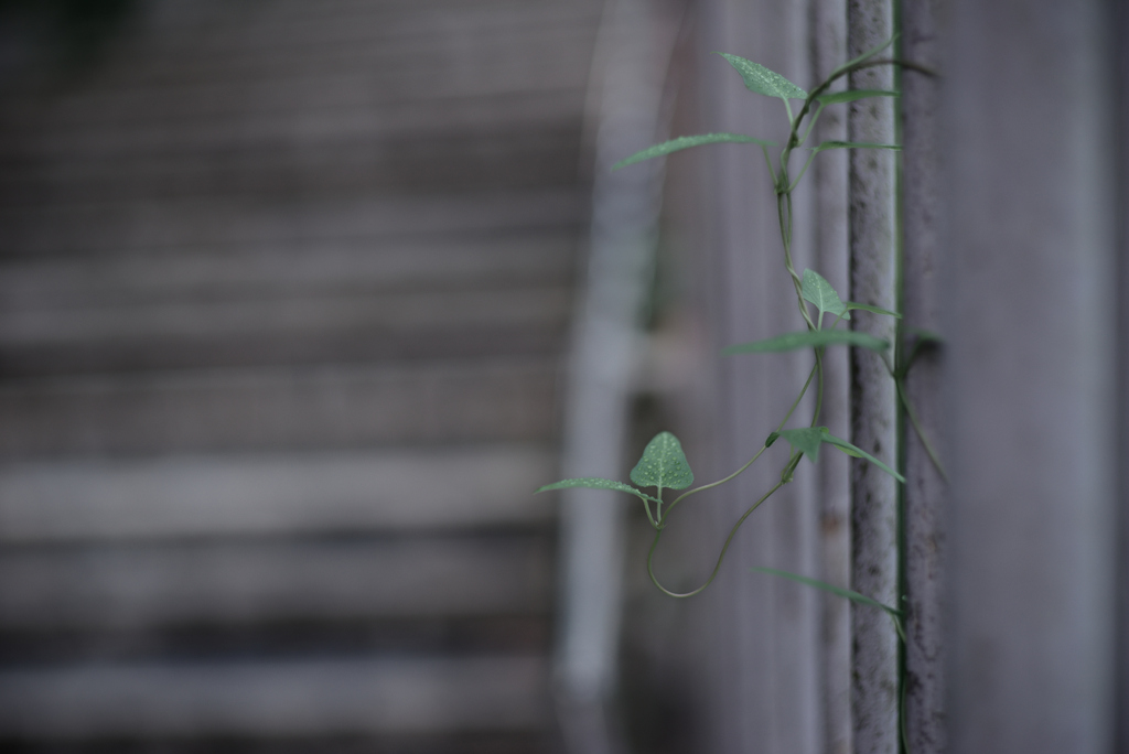 散歩道の草花