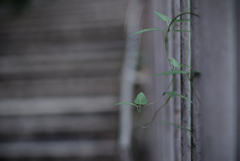 散歩道の草花