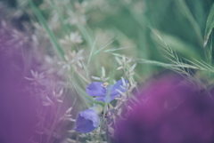 ムラサキツユクサ