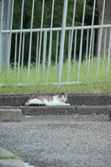 野良にゃんこ