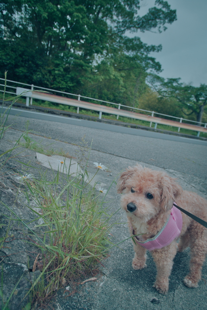 愛犬