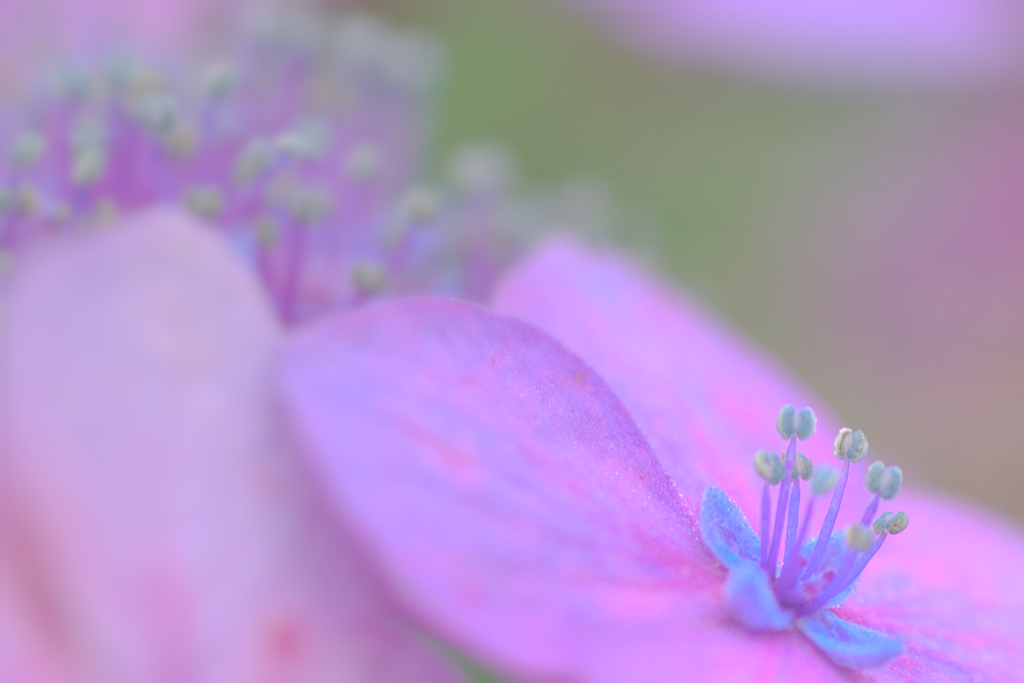 紫陽花
