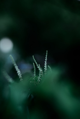 絡み付く草花